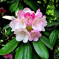 Różności majowe #azalie #dereń #glicynie #rododendrony #jukka