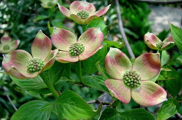 Różności majowe-dereń #azalie #dereń #glicynie #rododendrony #jukka