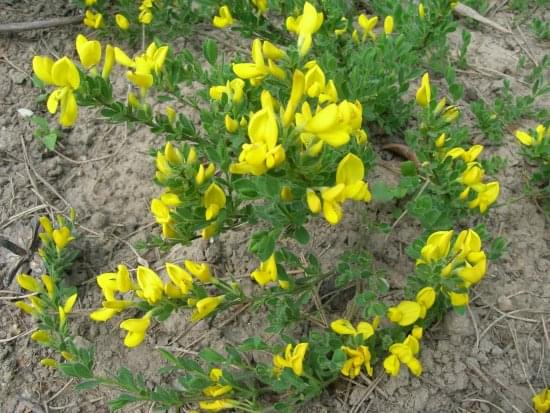 Cytisus decumbens