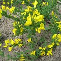 Cytisus decumbens