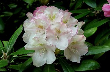 Różności majowe #azalie #dereń #glicynie #rododendrony #jukka