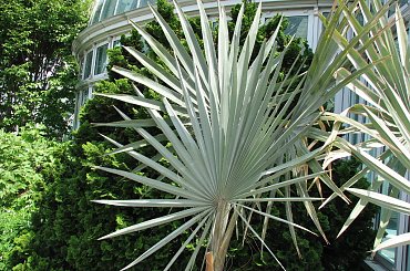 Różności majowe #azalie #dereń #glicynie #rododendrony #jukka