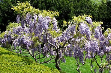 Różności majowe-glicynia #azalie #dereń #glicynie #rododendrony #jukka