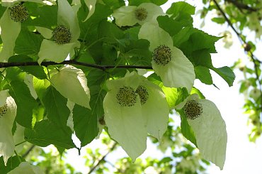 Różności majowe #azalie #dereń #glicynie #rododendrony #jukka