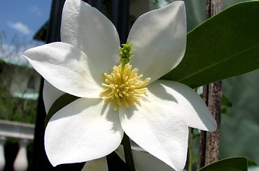 Różności majowe #azalie #dereń #glicynie #rododendrony #jukka