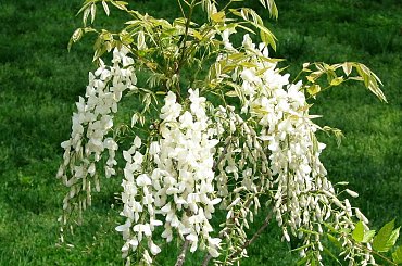 Różności majowe-biała glicynia #azalie #dereń #glicynie #rododendrony #jukka