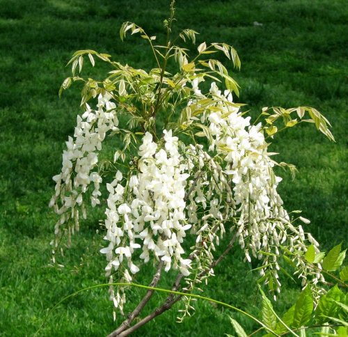 Różności majowe-biała glicynia #azalie #dereń #glicynie #rododendrony #jukka