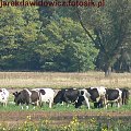 Krowy #krowy #zwierzęta #las