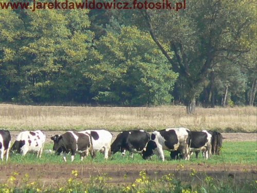 Krowy #krowy #zwierzęta #las