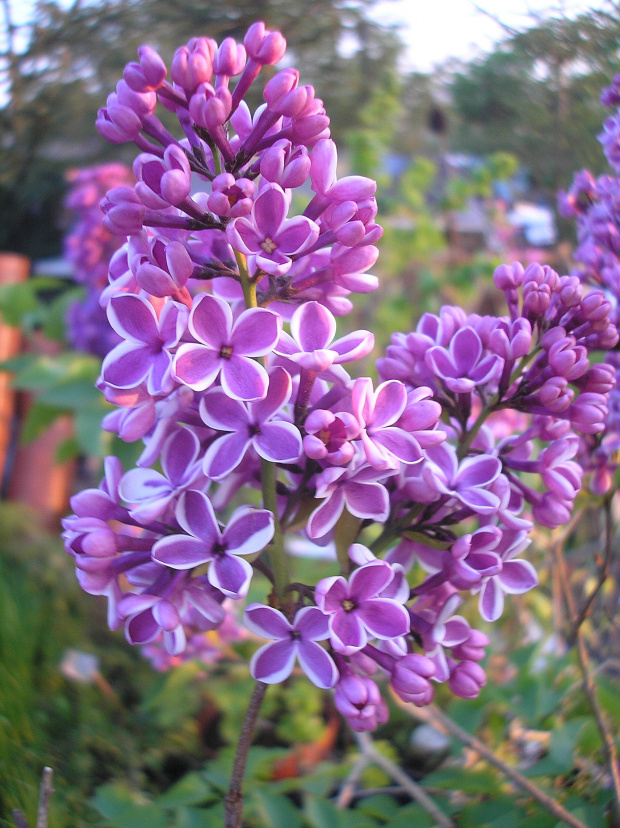 Syringa 'Sensation'