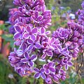 Syringa 'Sensation'