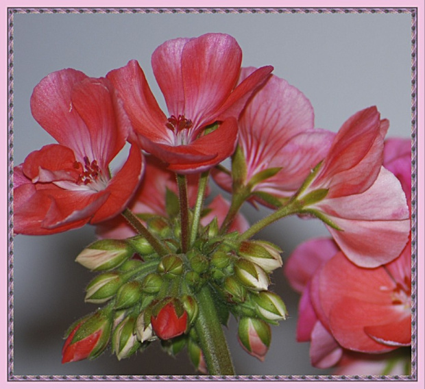 Pelargonia. #kwiaty #pelargonie #ogrodek