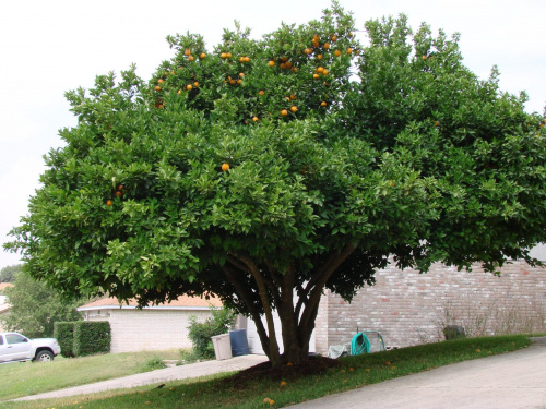 Fajnie miec drzewo pomaranczowe przed domem...