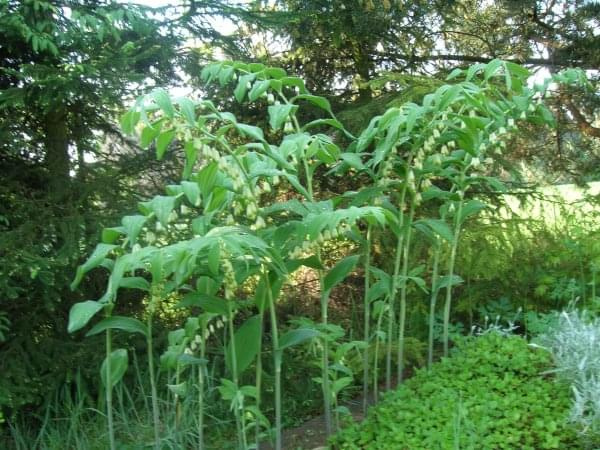 Polygonatum