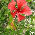 Hibiskus