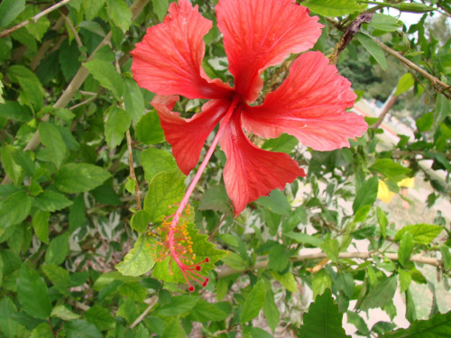 Hibiskus