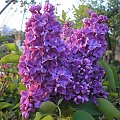 Syringa 'Massena'