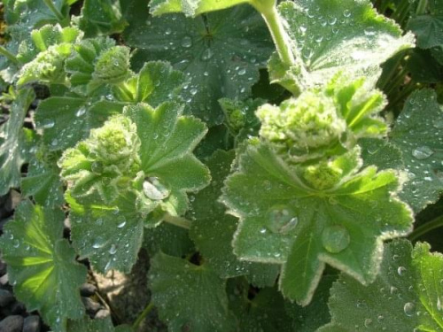 Alchemilla mollis