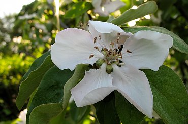 kwiat pigwy (u sąsiada) #kwiaty #drzewa #pigwa #ogród #makro