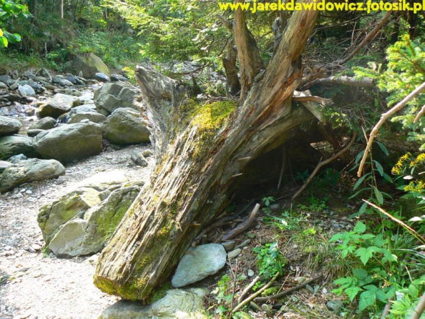 #strumyk #drzewo #StareDrzewo #WywróconeDrzewo #kamienie #woda #lato