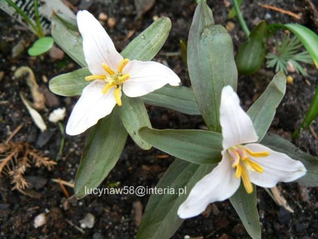 Trillium