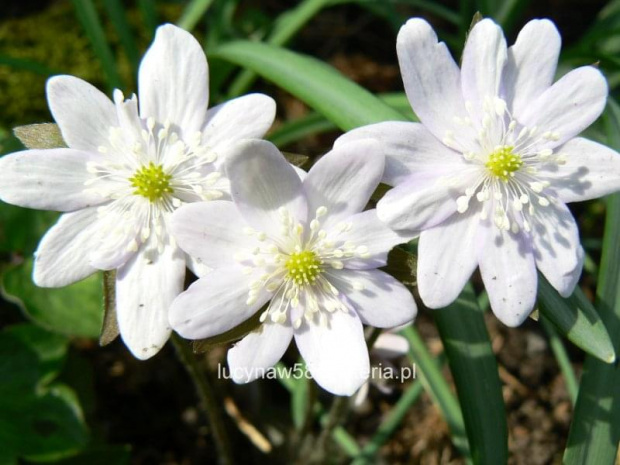 Hepatica