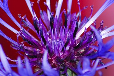 Chaber #chabry #natura #alicjaszrednicka