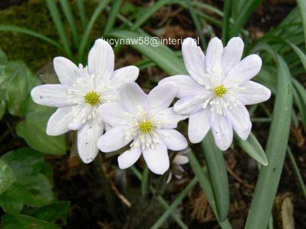 Hepatica