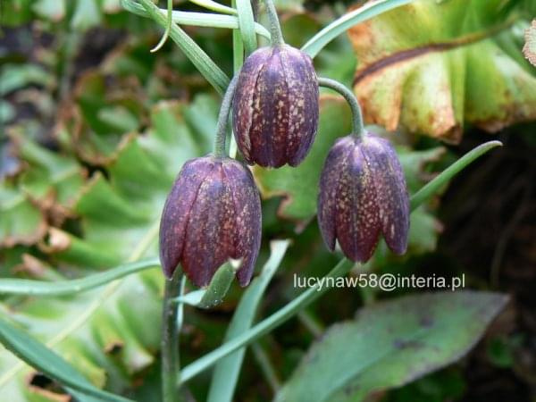 Fritilaria