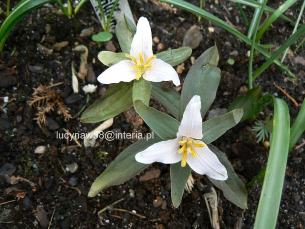 Trillium