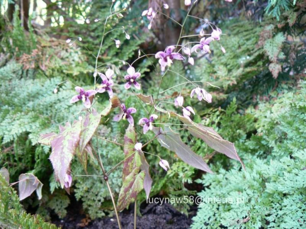 Epimedium