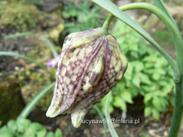 Fritilaria