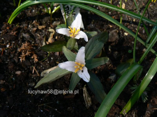 Trillium