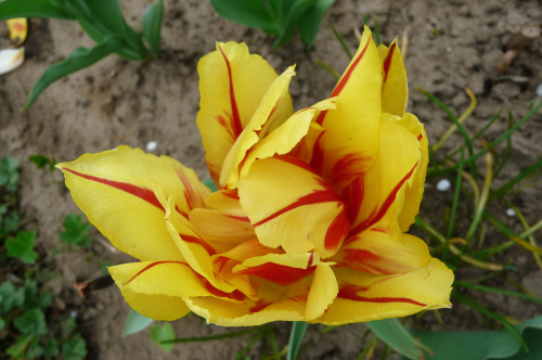 w krainie tulipanów #TULIPANY