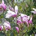 ... magnolia... #WIOSNA