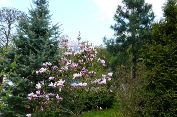 ... magnolia... #WIOSNA