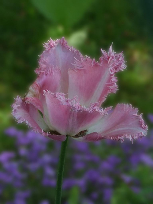 Pan Tuli. #tulipan #kwiat #roślina #przyroda