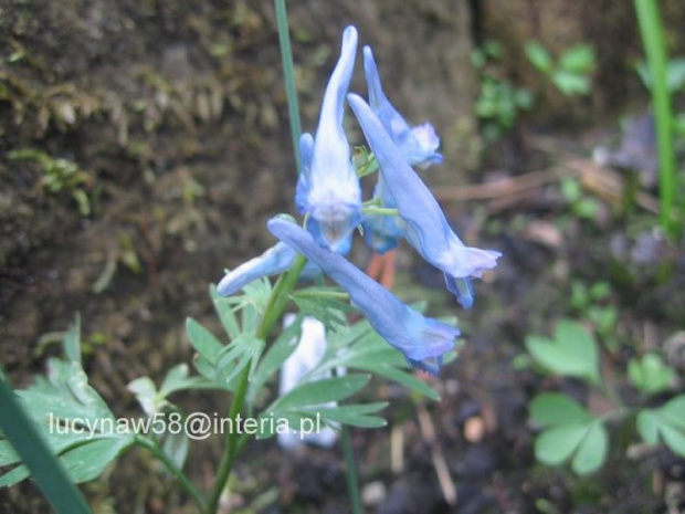Corydalis