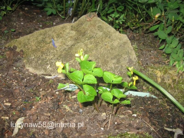 Viola biflora