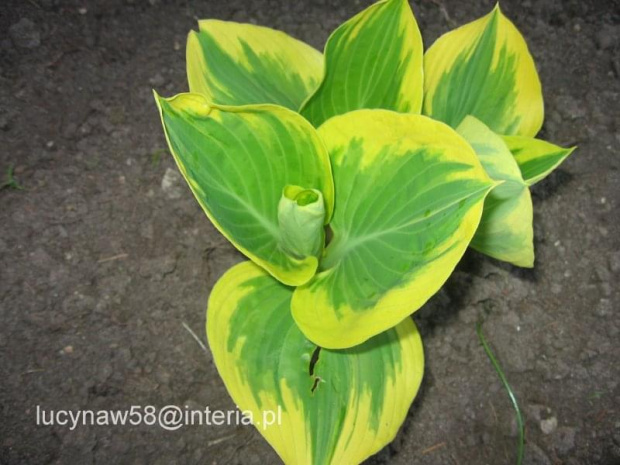 Hosta