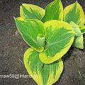 Hosta