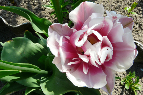 w krainie tulipanów #TULIPANY