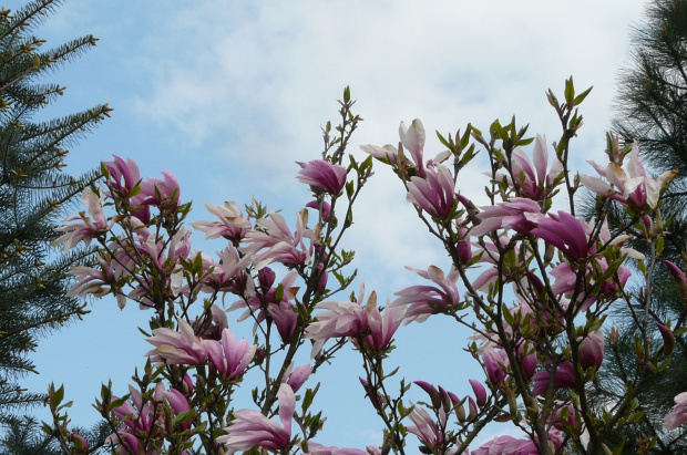 ... magnolia... #WIOSNA