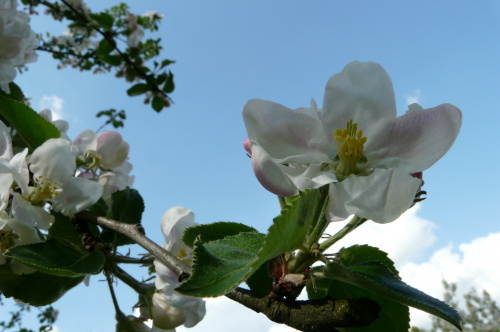 kwitnące jabłonie ... #działka