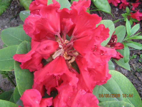 Rododendron