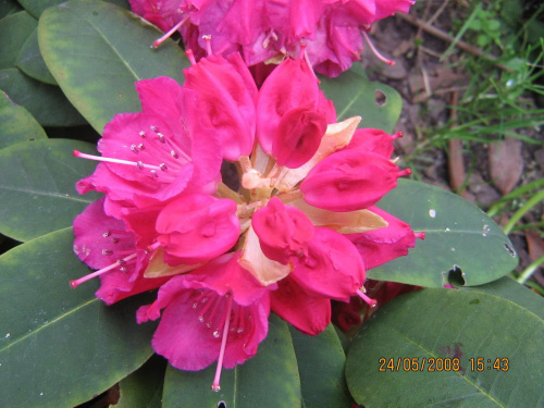 Rododendron