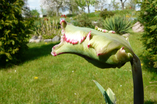 żarłoczny tulipanek ... #TULIPANY