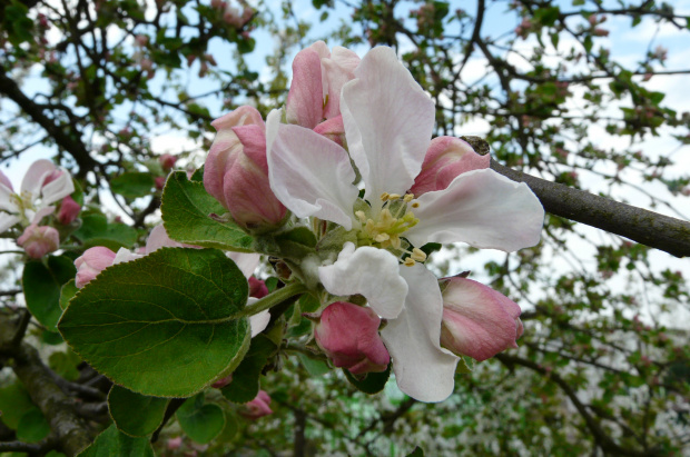 kwitnące jabłonie ... #działka