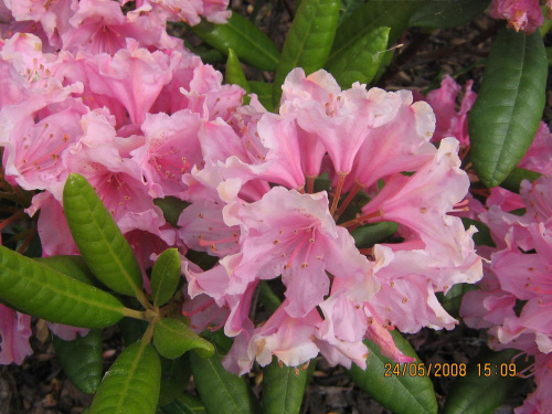 Rododendron