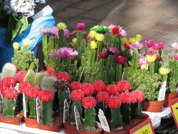 Kaktusiki